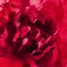 Guerlain Mon Guerlain Bloom of Rose Eau de Parfum. Фото 3