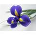 Durance Home Perfume эссенция ароматическая для дома 100 мл Ирис