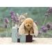 Свотч на Kaloo Parfums Les Amis Puppy Lilirose от Наталія