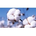 Durance Scented Flower Bouquet эссенция ароматическая для дома 100 мл Цветы хлопка
