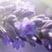 Durance Bouquet Parfume Petit Format ароматический набор 50 мл Лаванда