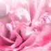 Durance Bouquet Parfume Petit Format ароматический набор 50 мл Роза