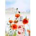 Durance Coquelicot - Poppy Eau de Toilette. Фото 2