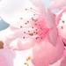 Durance Fragrances for Marvellous Lamp эссенция ароматическая для дома 500 мл Вишневий цвіт