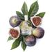 Durance Delicious Fig Eau de Parfum. Фото 3