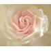 Dolce&Gabbana The One Rose. Фото 3