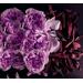 Franck Olivier Java Sun Rose Oud. Фото 3