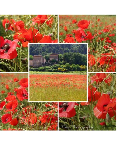 Durance Coquelicot - Poppy Eau de Toilette фото 1