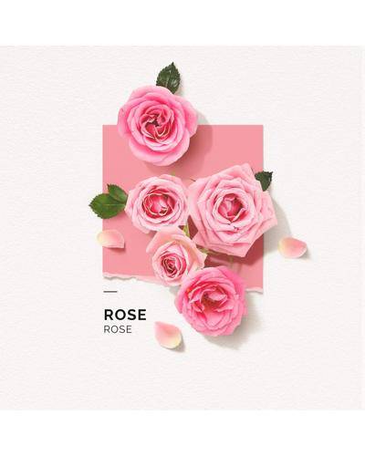 Solinotes Rose фото 1